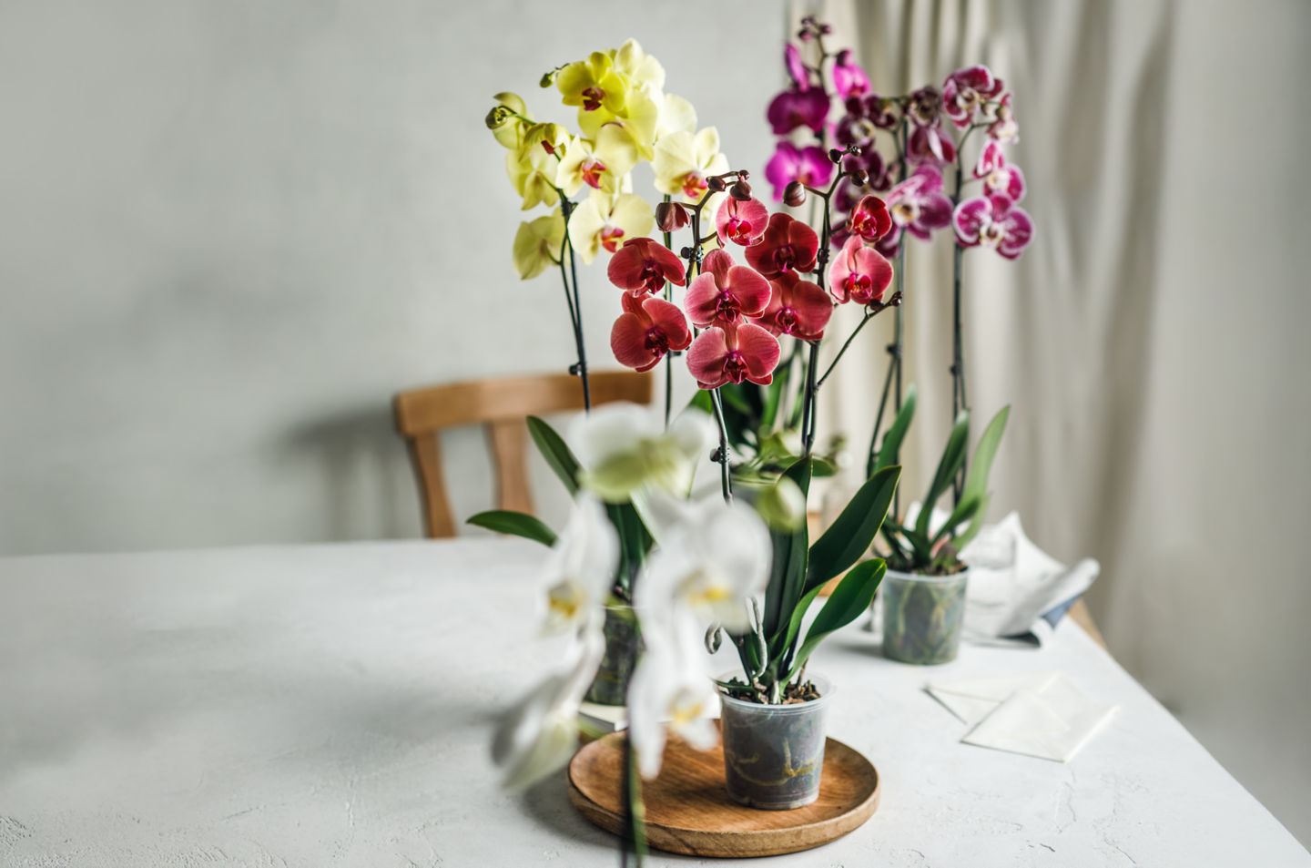 Orchidee