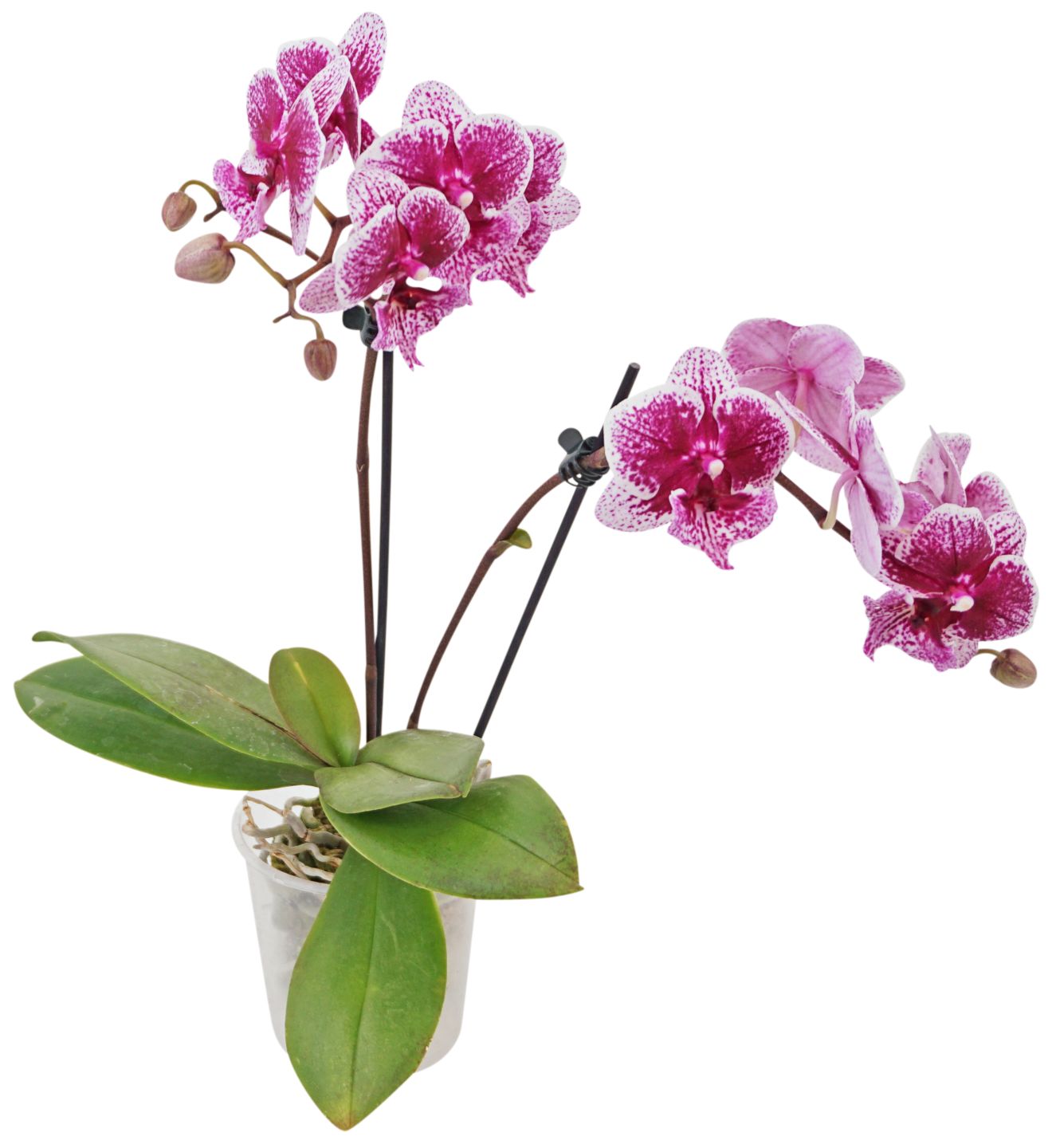 Orchideen