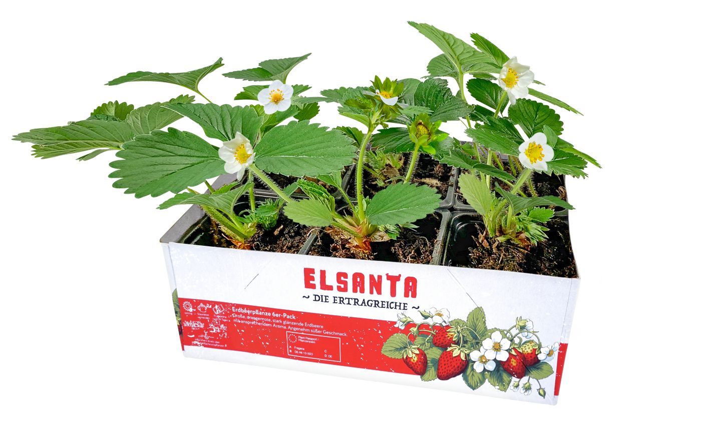 Erdbeerpflanze