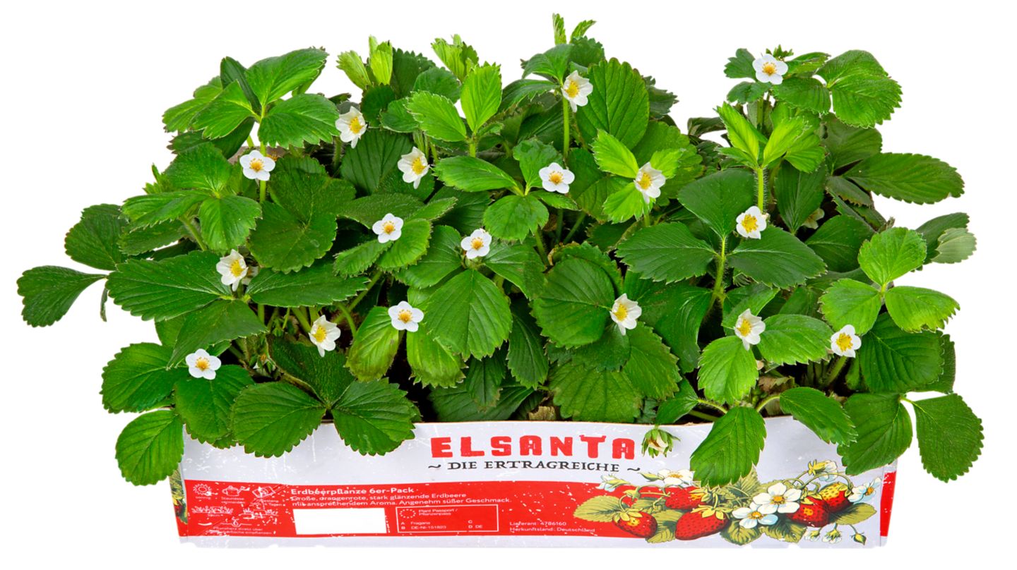Erdbeer- oder Gemüsepflanzen