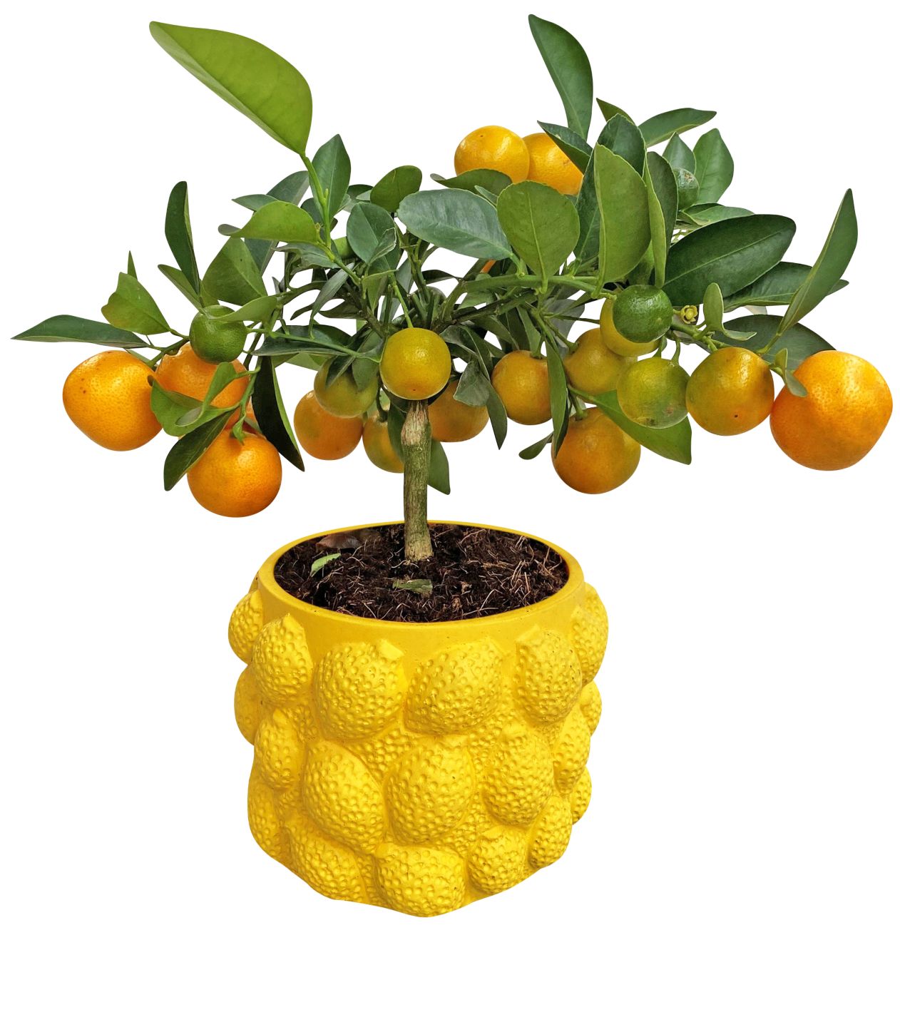 Citrus Stämmchen im Keramik-Übertopf