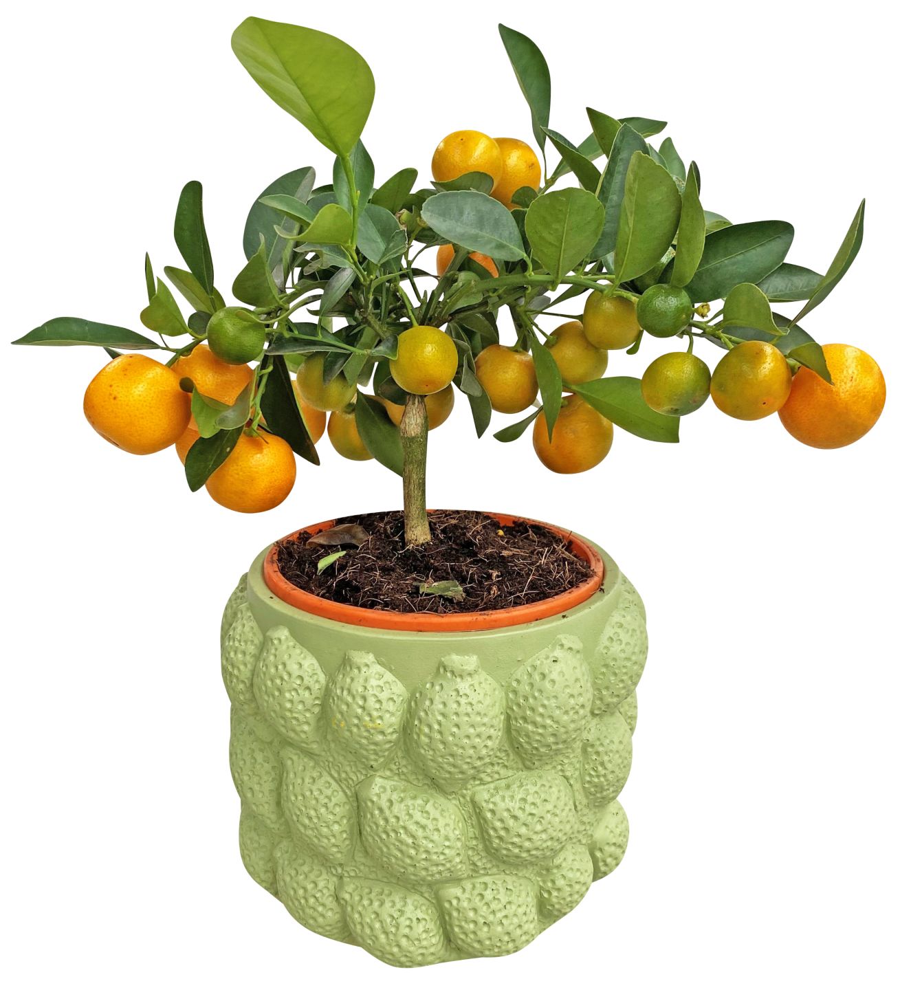 Citrus-Stämmchen im Keramik-Übertopf
