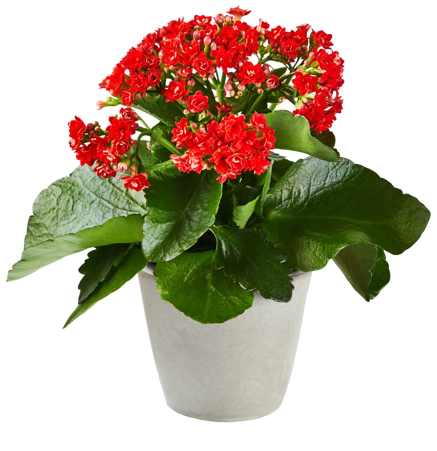 Sommerblumen  
