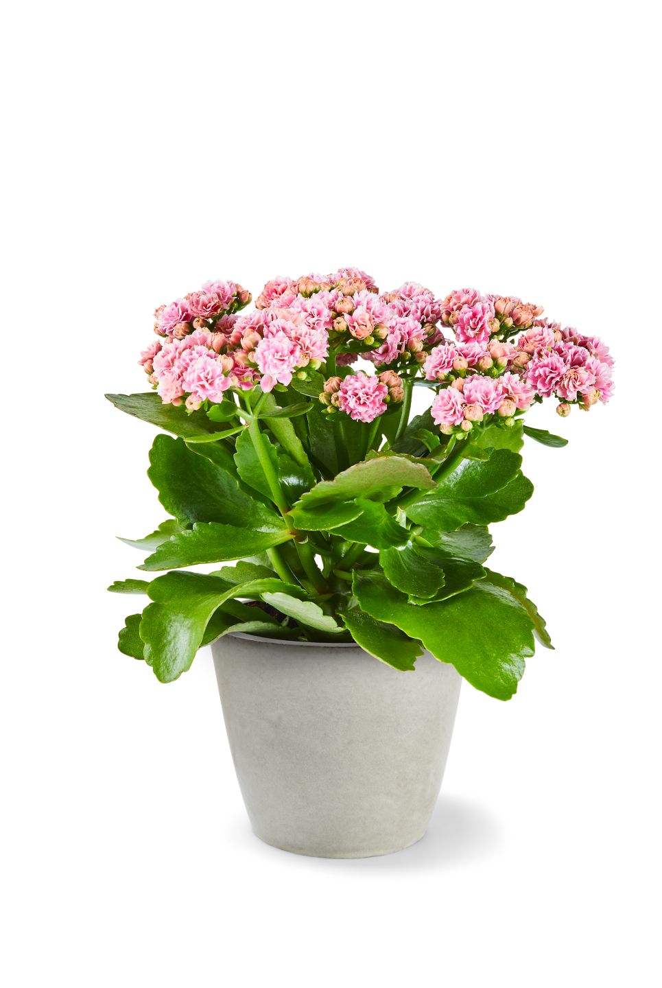 Kalanchoe