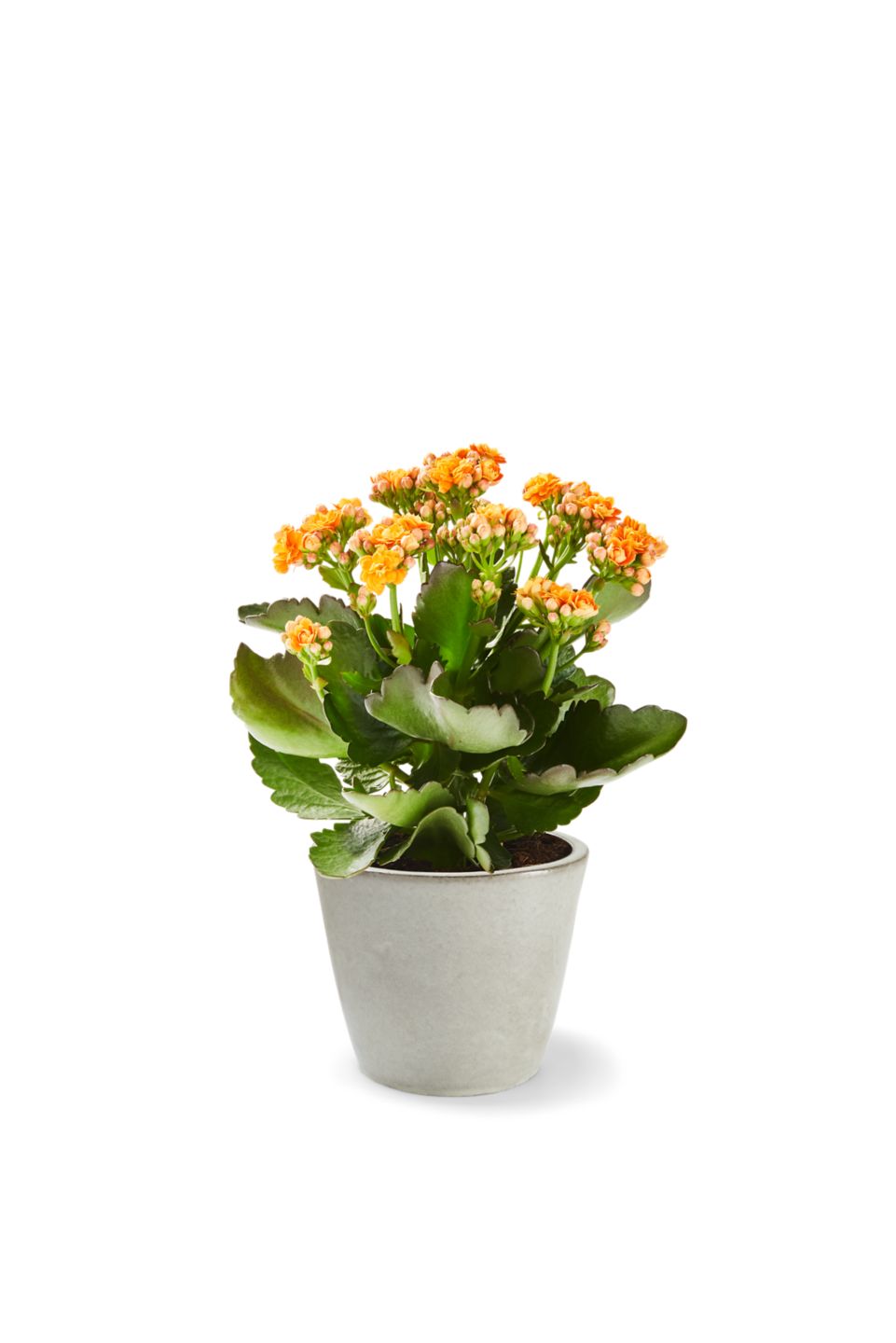 Kalanchoe  
