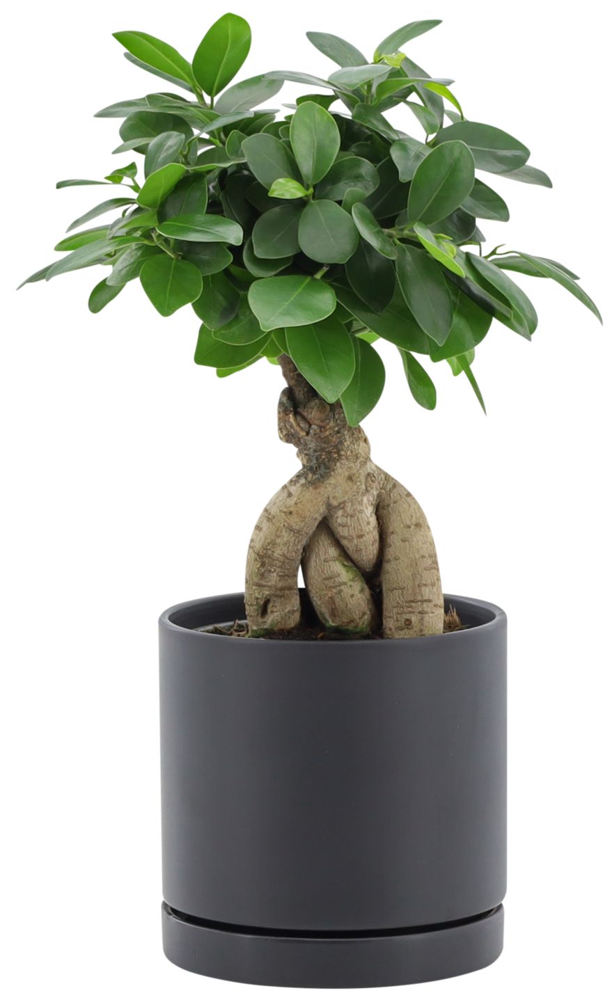 Chinesische Feige im Keramik-Übertopf