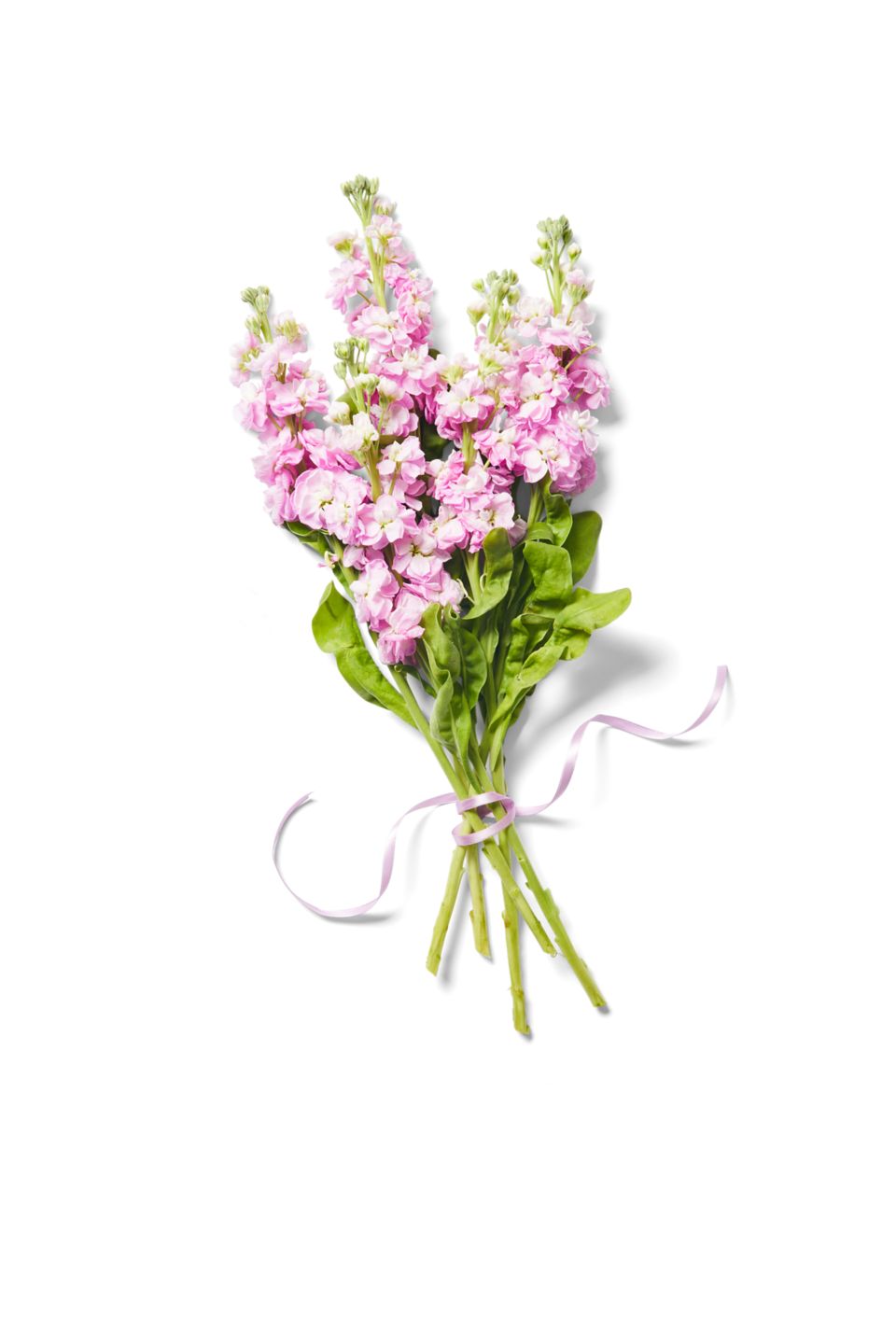 Chrysanthemen Mix oder Levkojen  