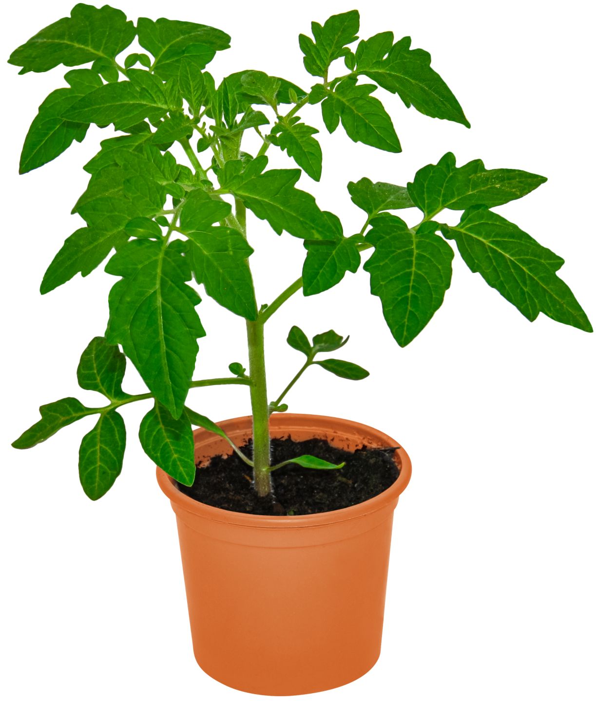 Erdbeer- oder Gemüsepflanzen  