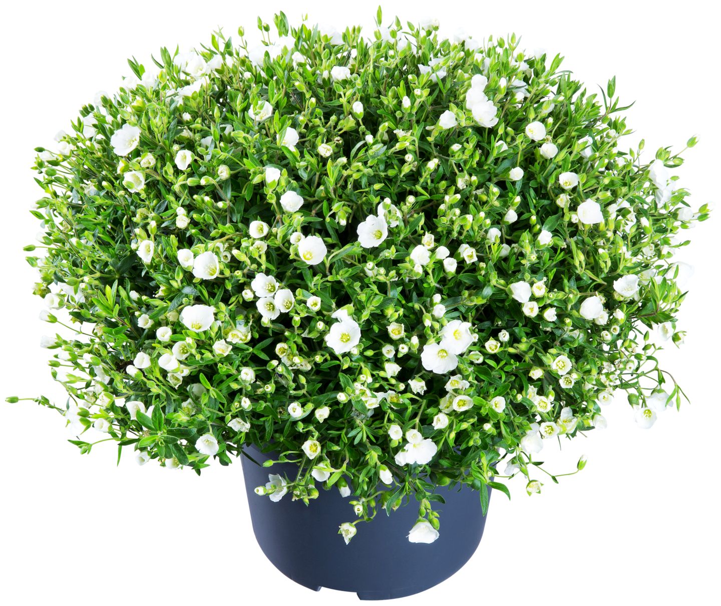 Sommerstauden XL  