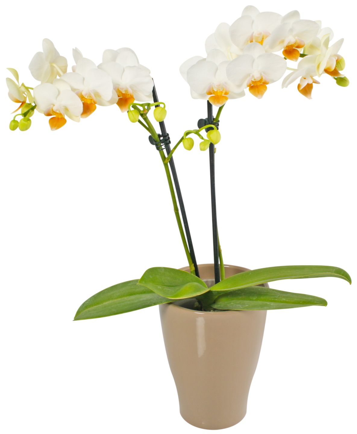 Orchidee im Keramik-Übertopf