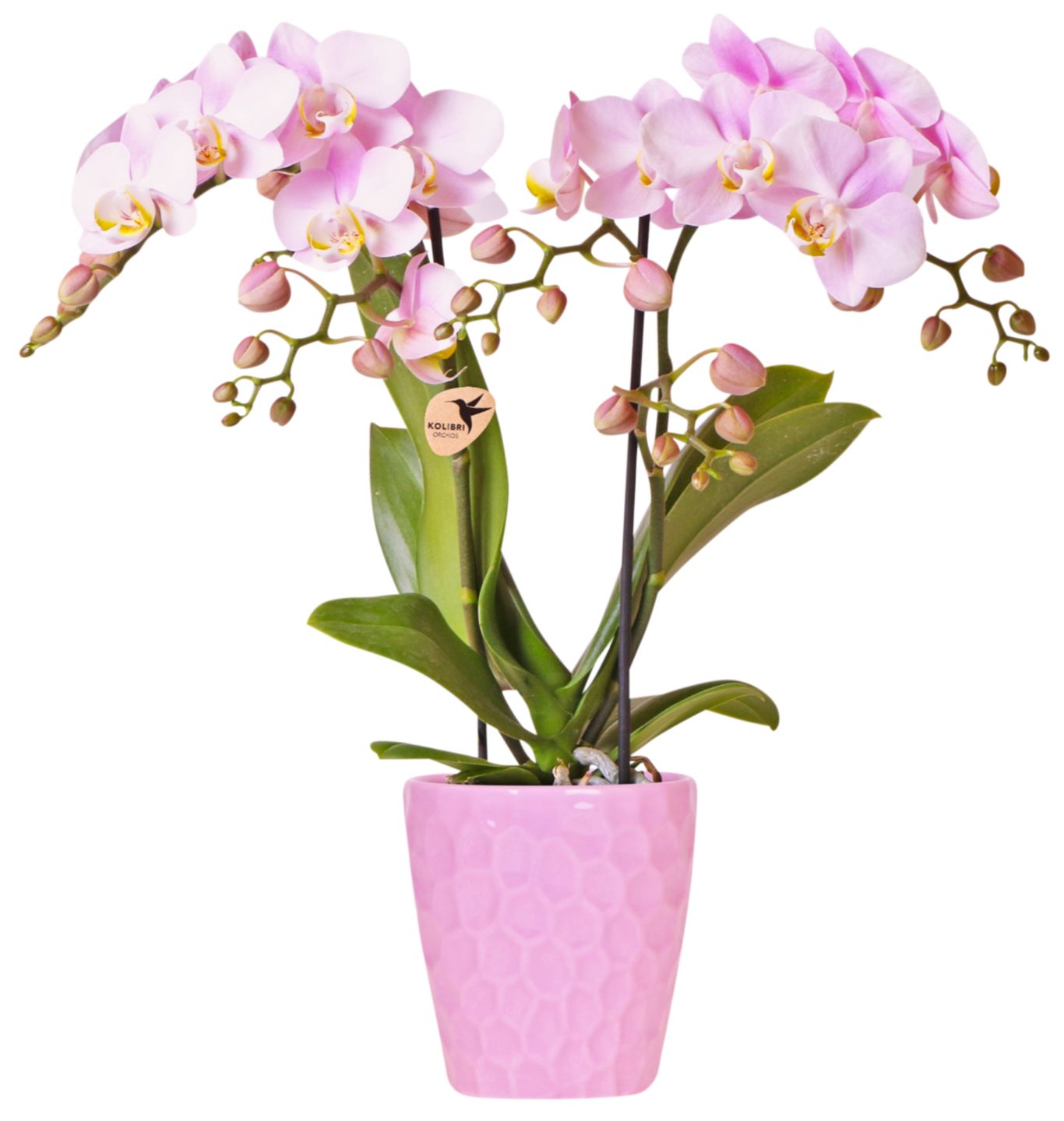 Orchidee