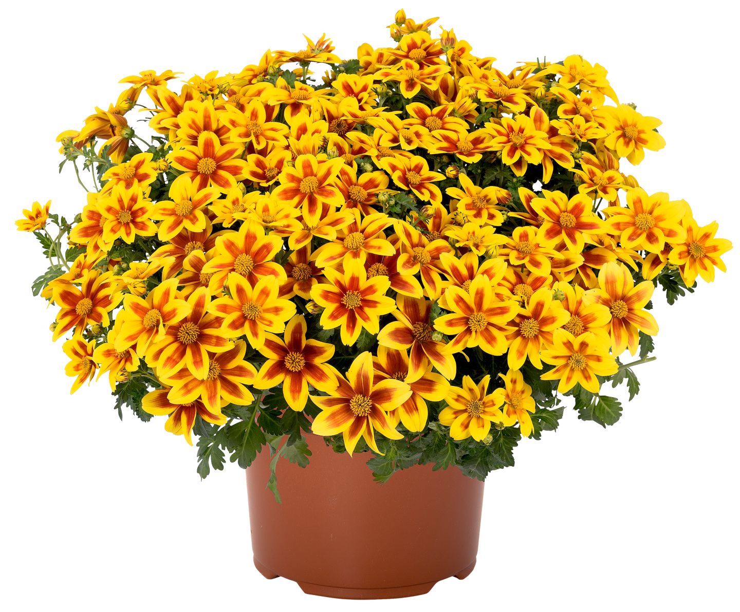 Husarenknöpfchen oder Zweizahn