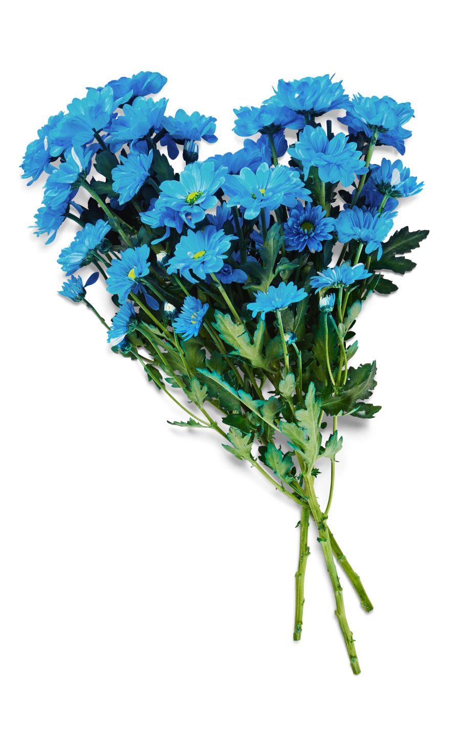 Chrysanthemen Mono, gefärbt, Mix im Bund oder Chrysanthemen Anastasia