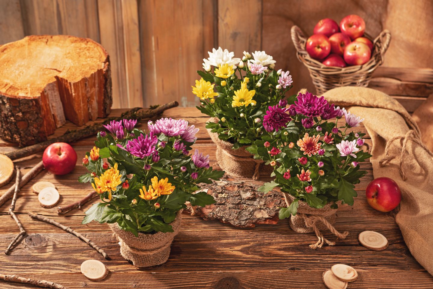 Chrysantheme