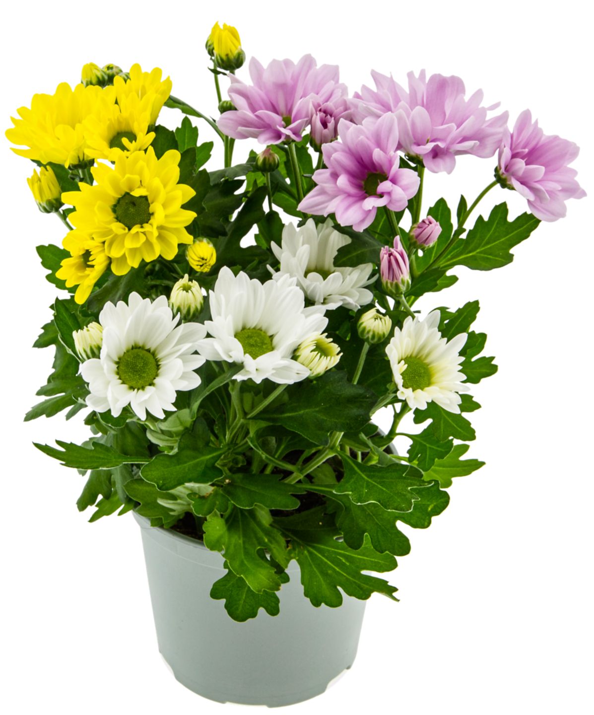 Chrysanthemen