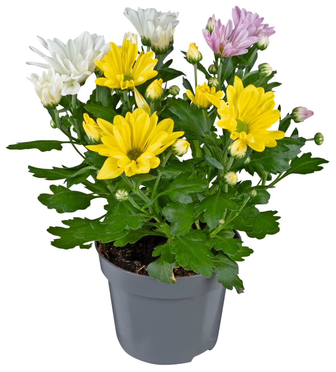 Chrysanthemen