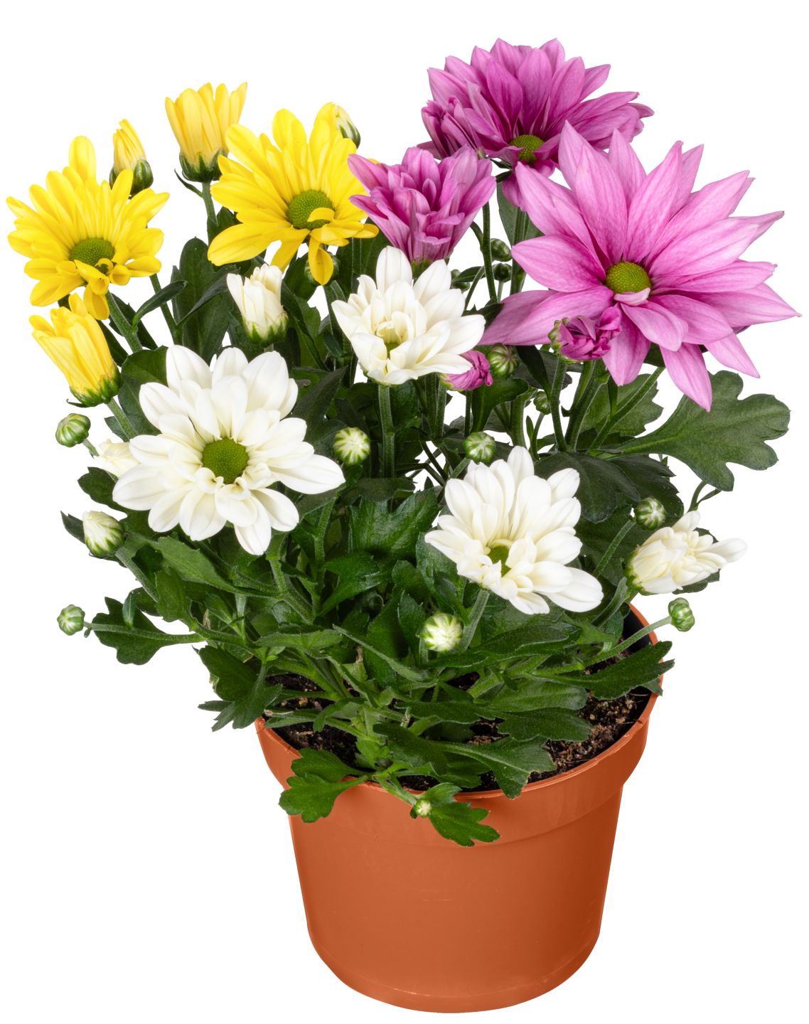 Chrysanthemen
