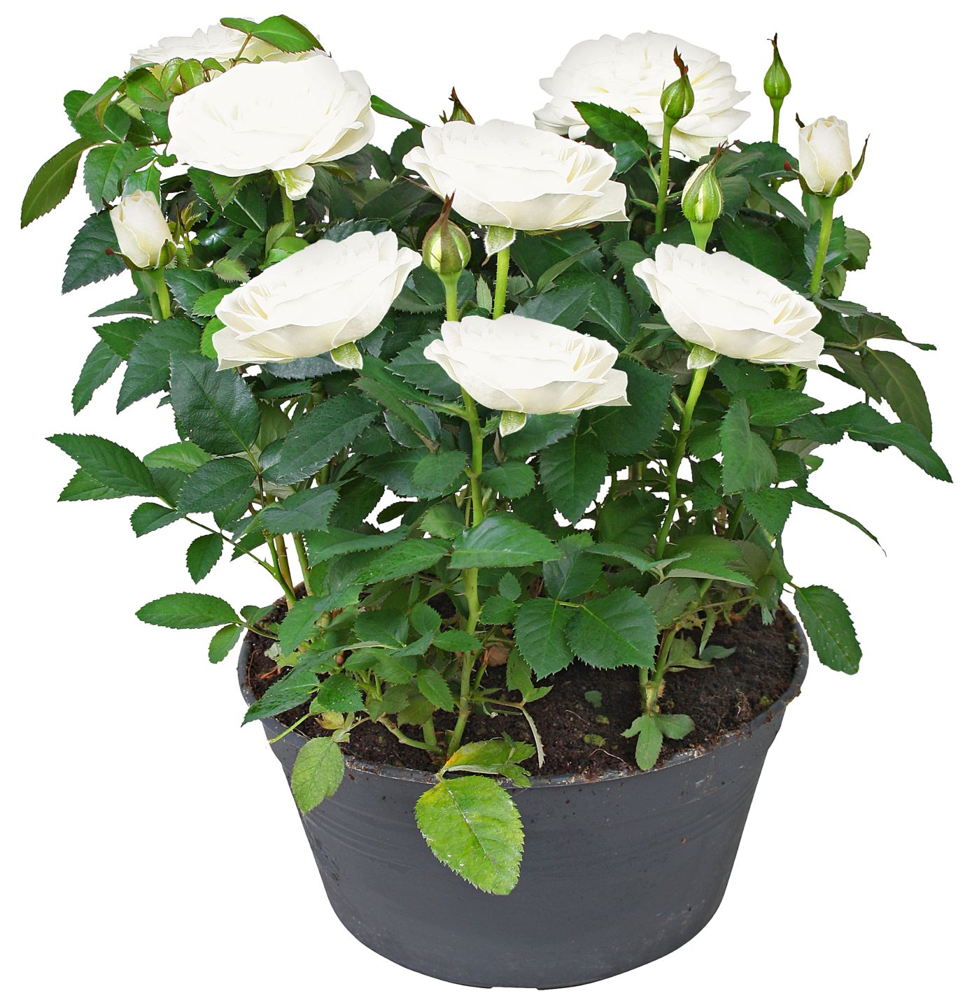 Rose in Schale