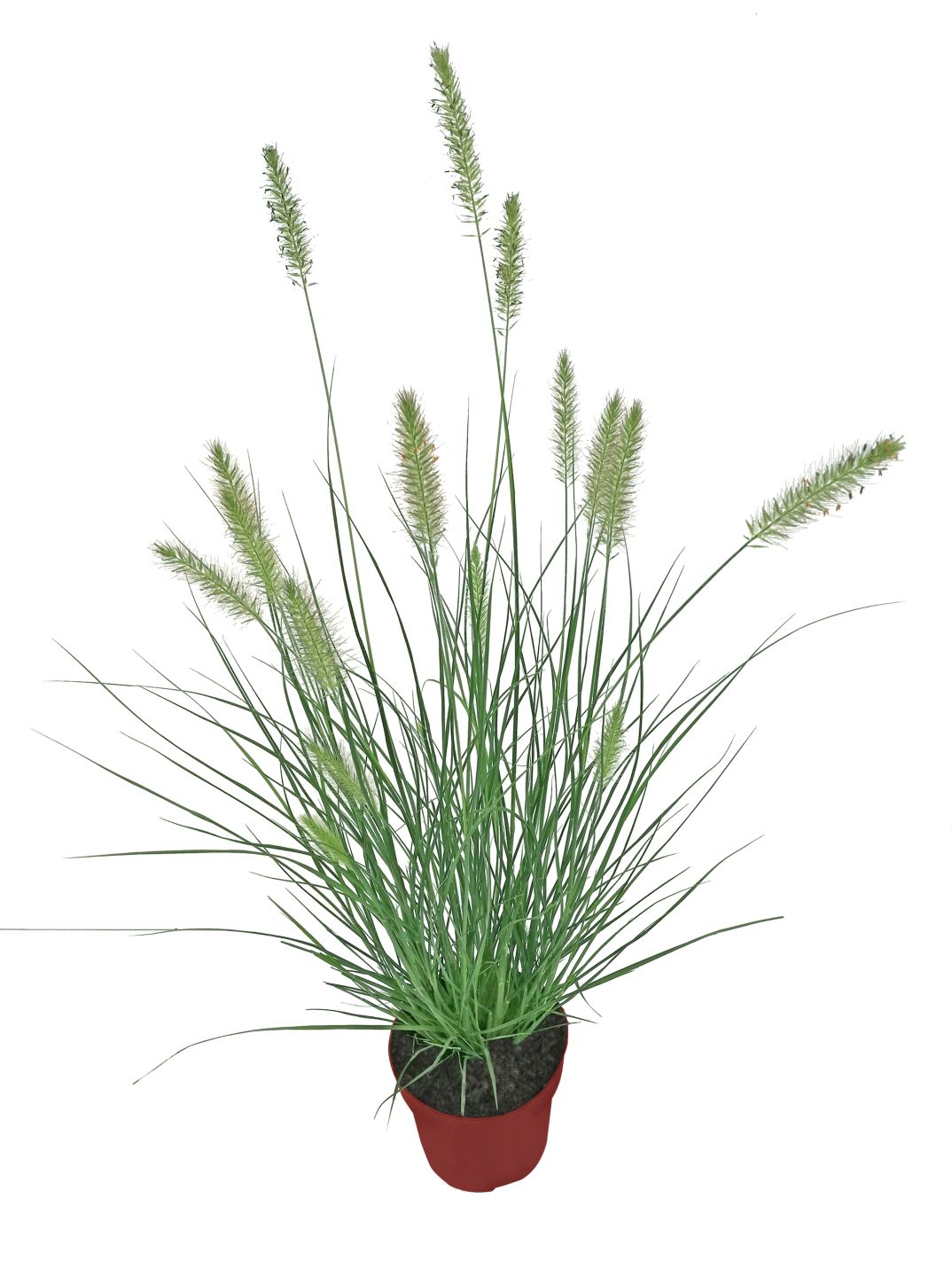 Gartenpflanze