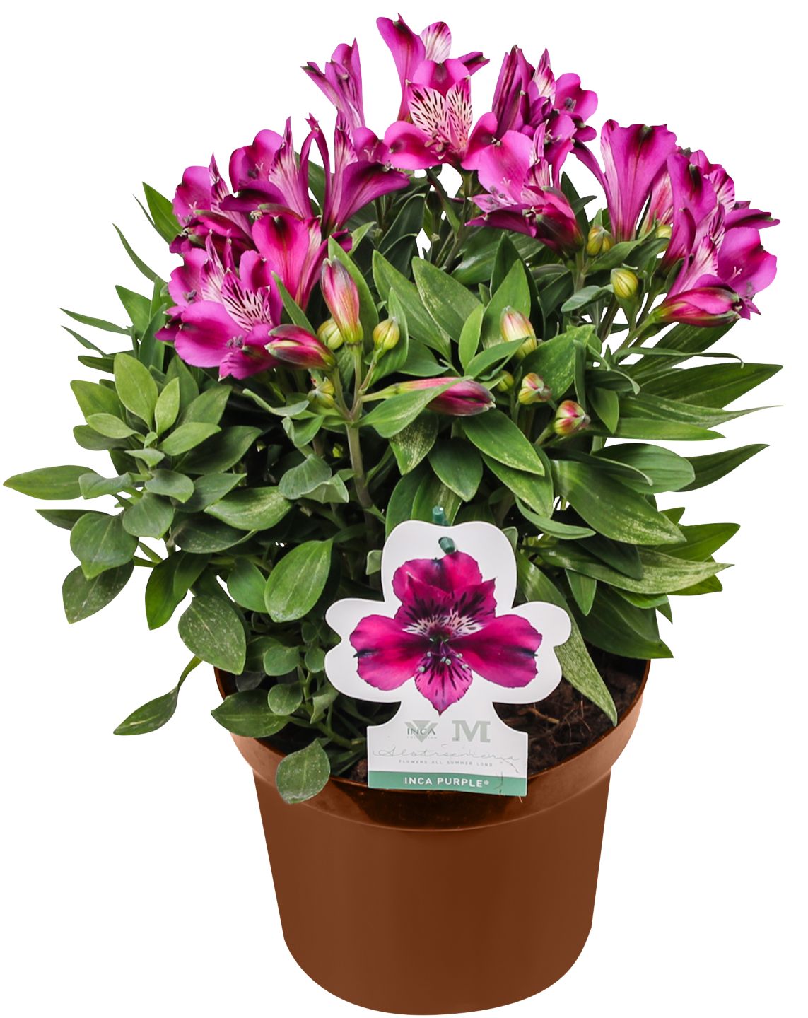 Gartenpflanzen XL