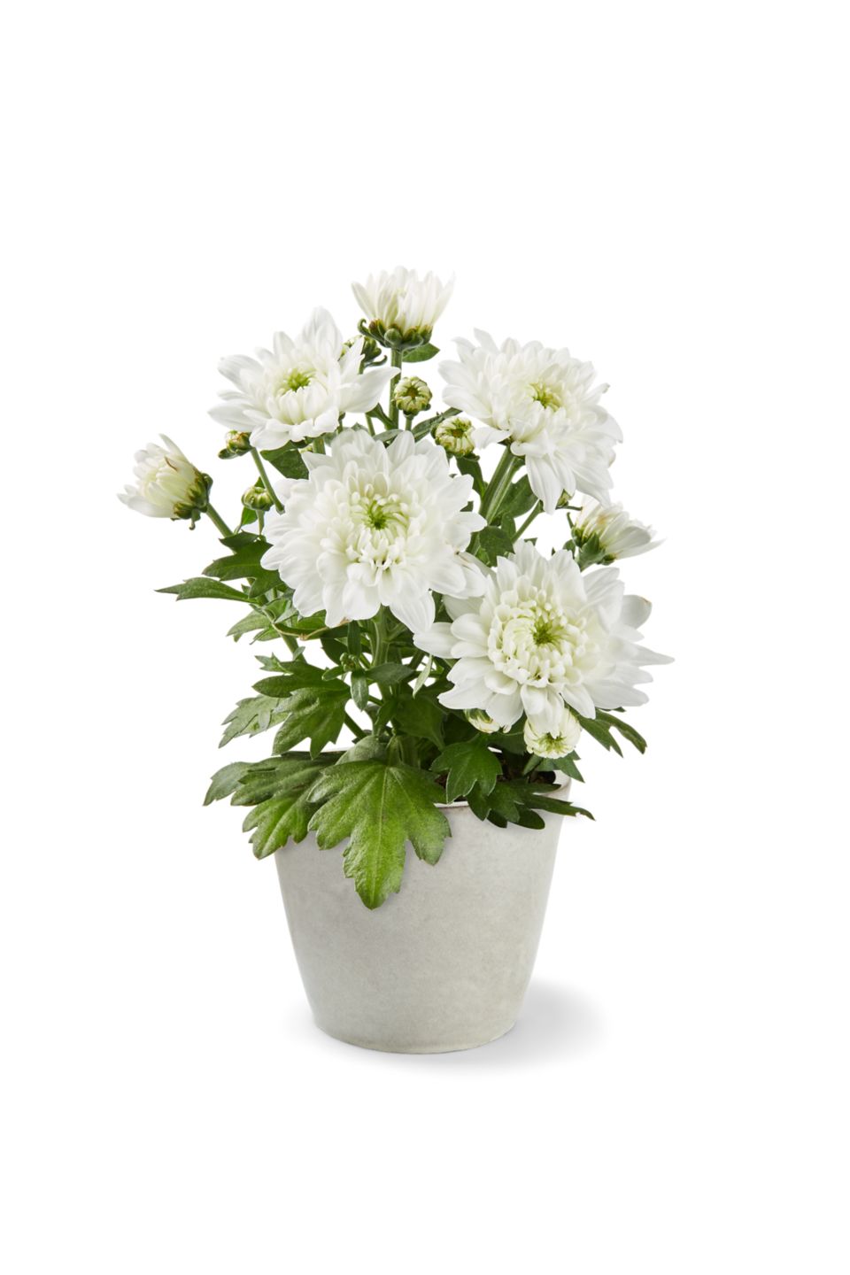 Chrysantheme  