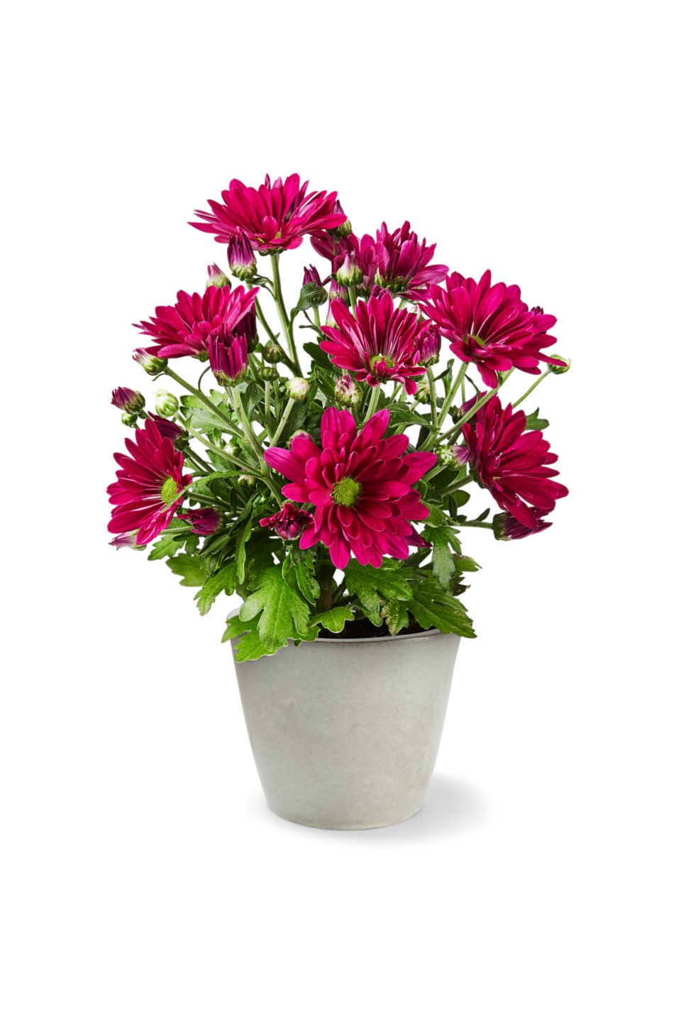 Chrysantheme