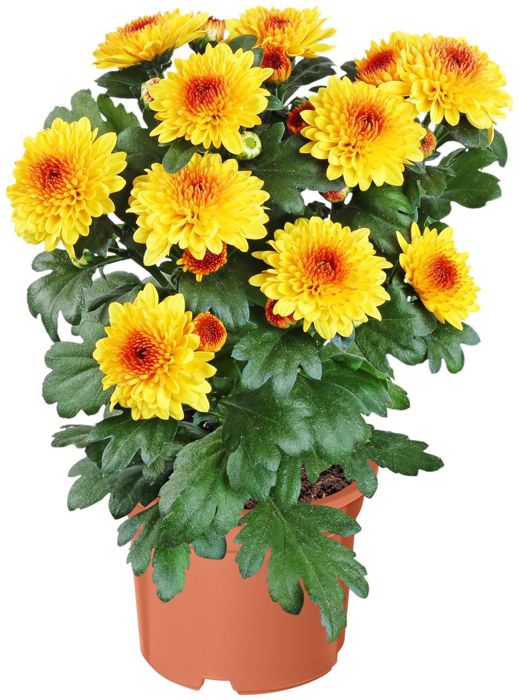 Chrysantheme