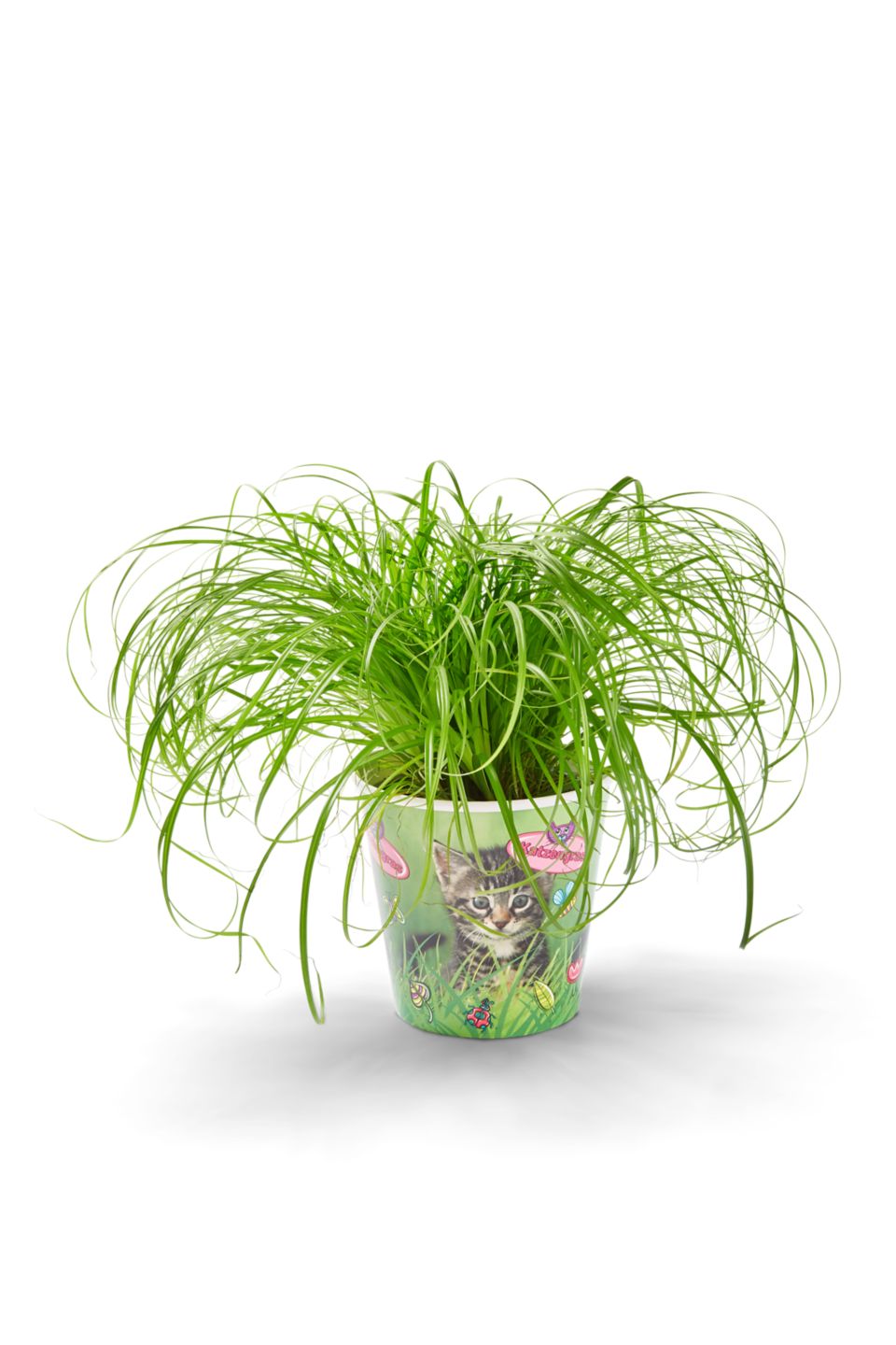 Katzengras  