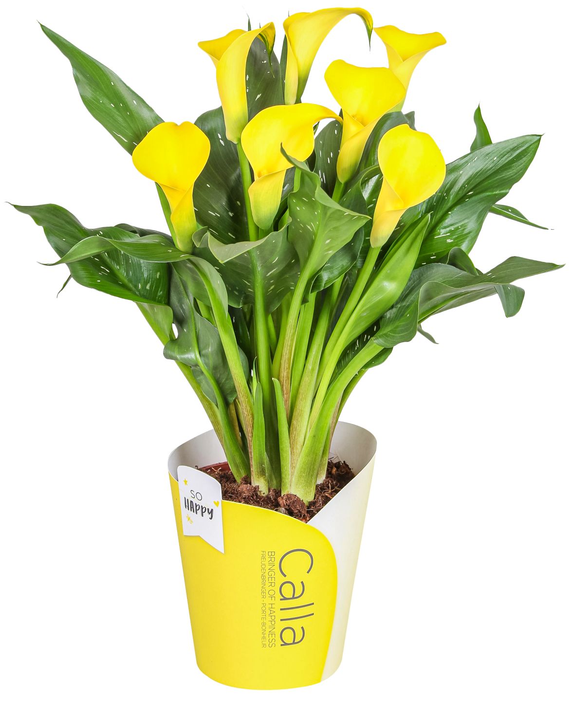 Flamingoblume oder Calla
