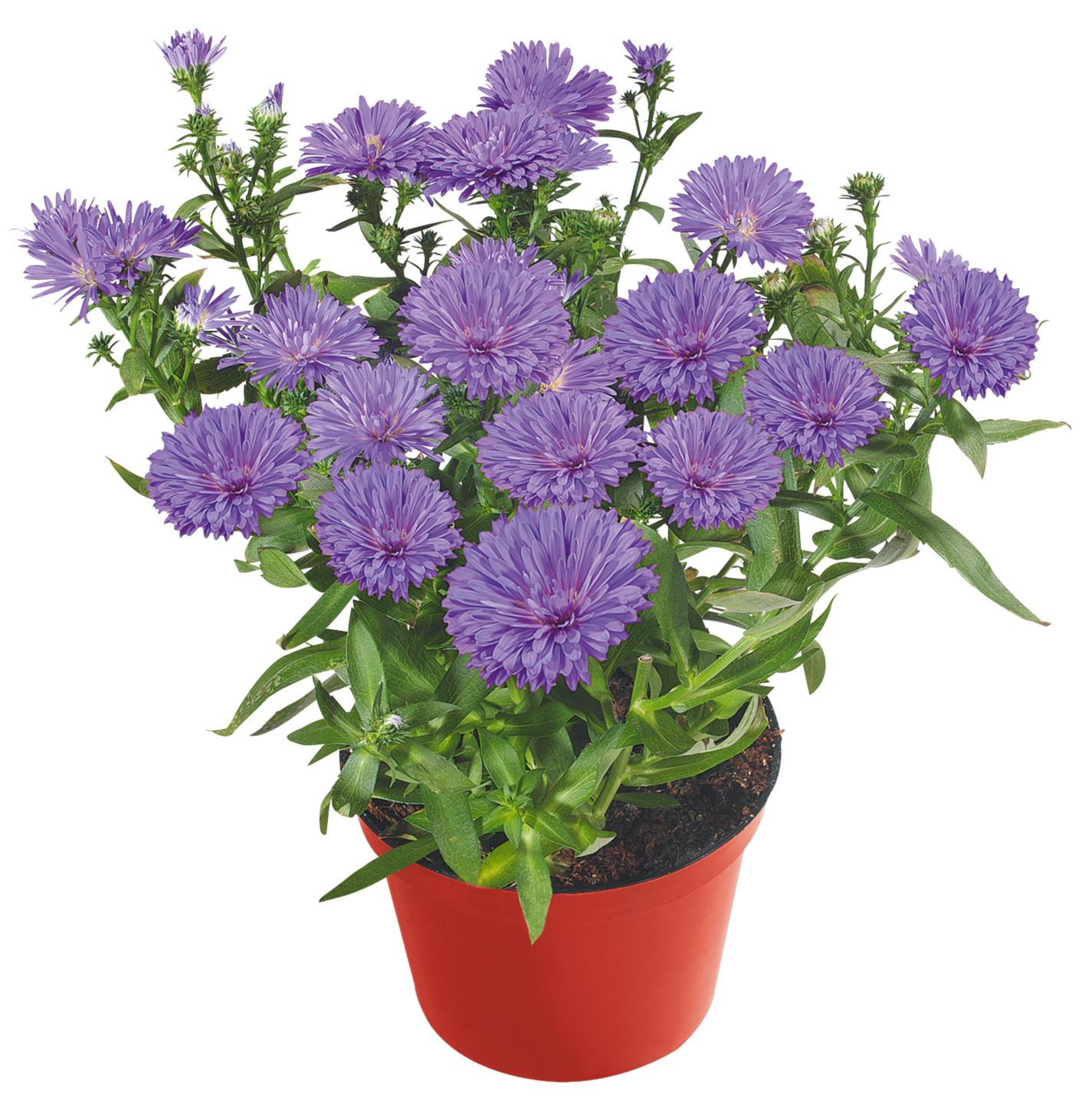 Gartenpflanze