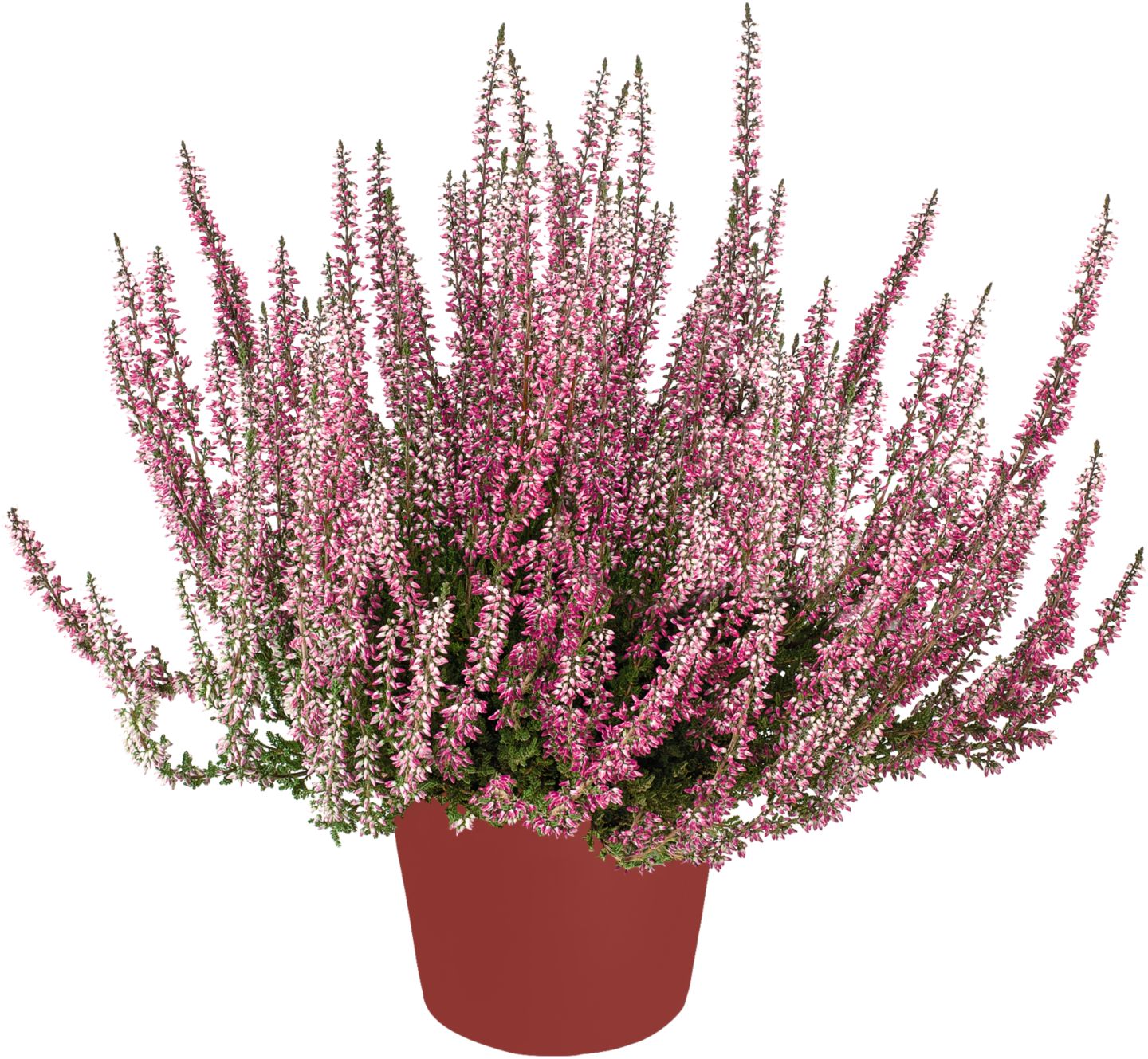 Calluna