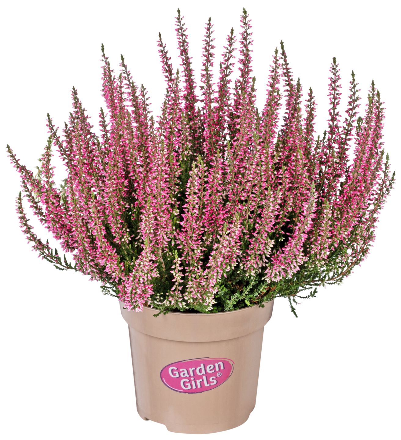 Calluna