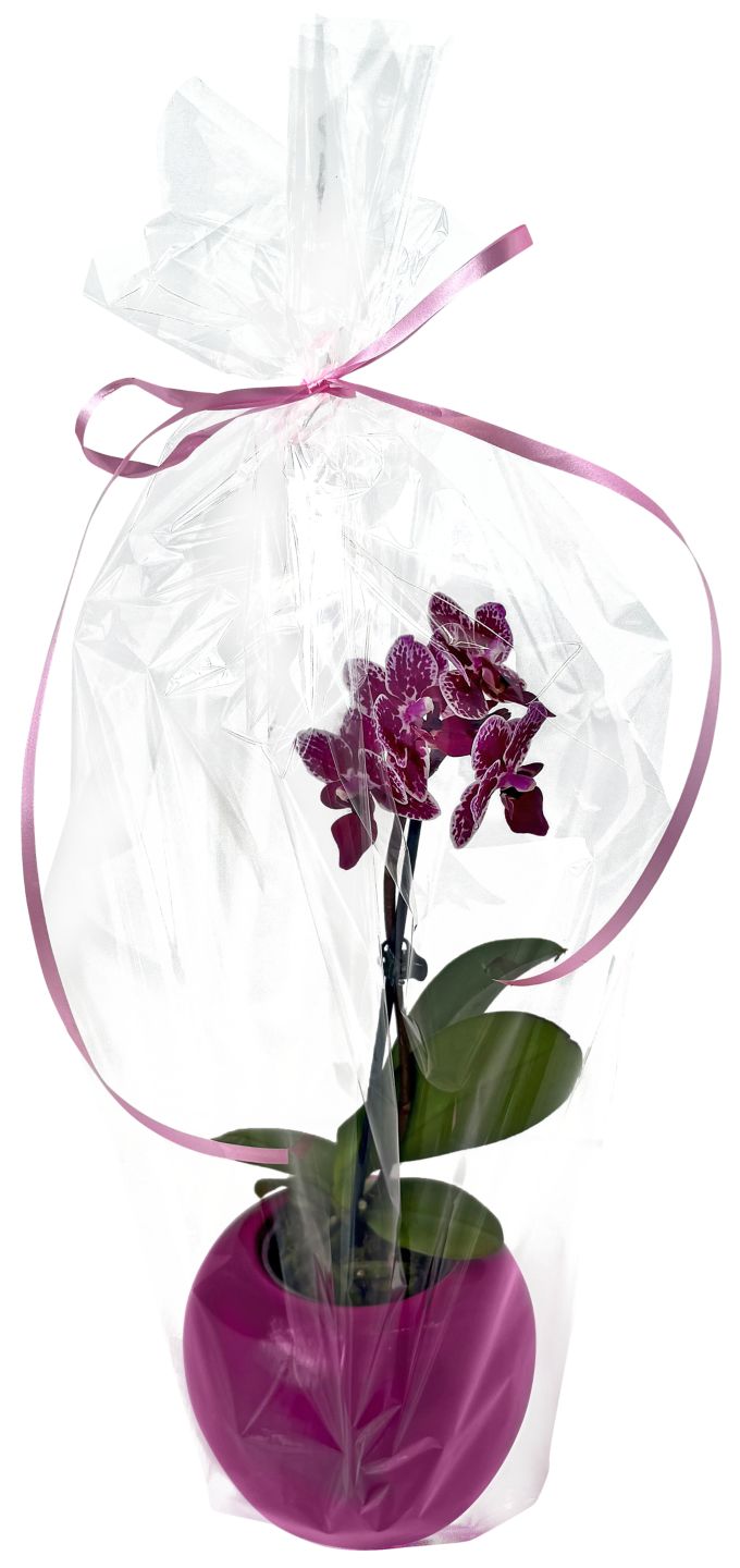 Orchidee im Übertopf  