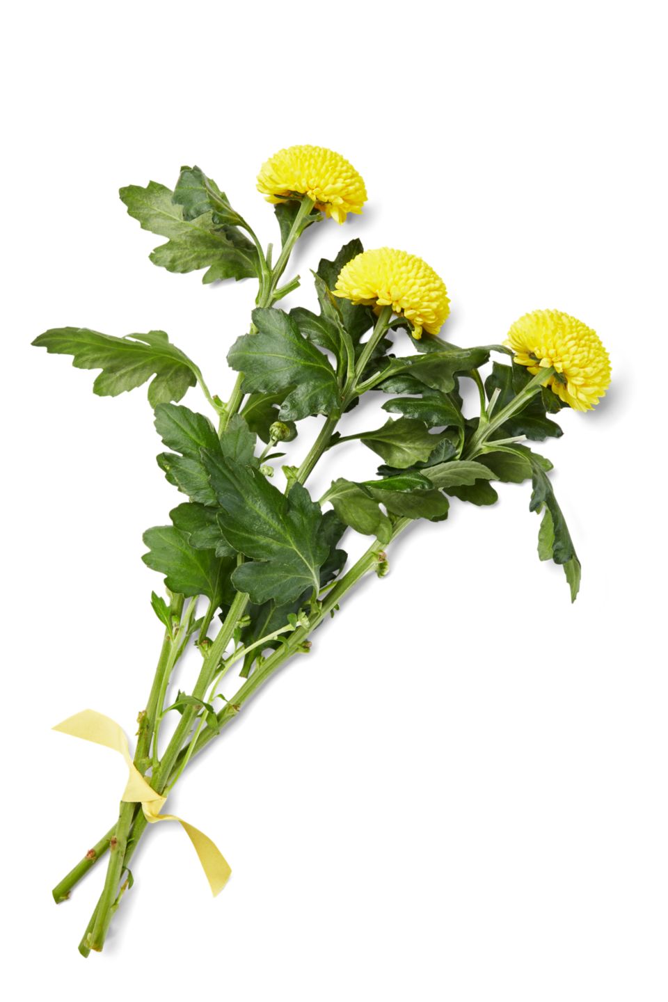 Dekochrysanthemen Anastasia oder Boris  