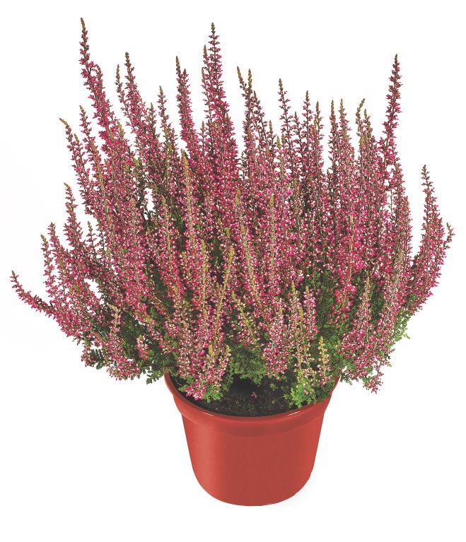 Gartenpflanzen