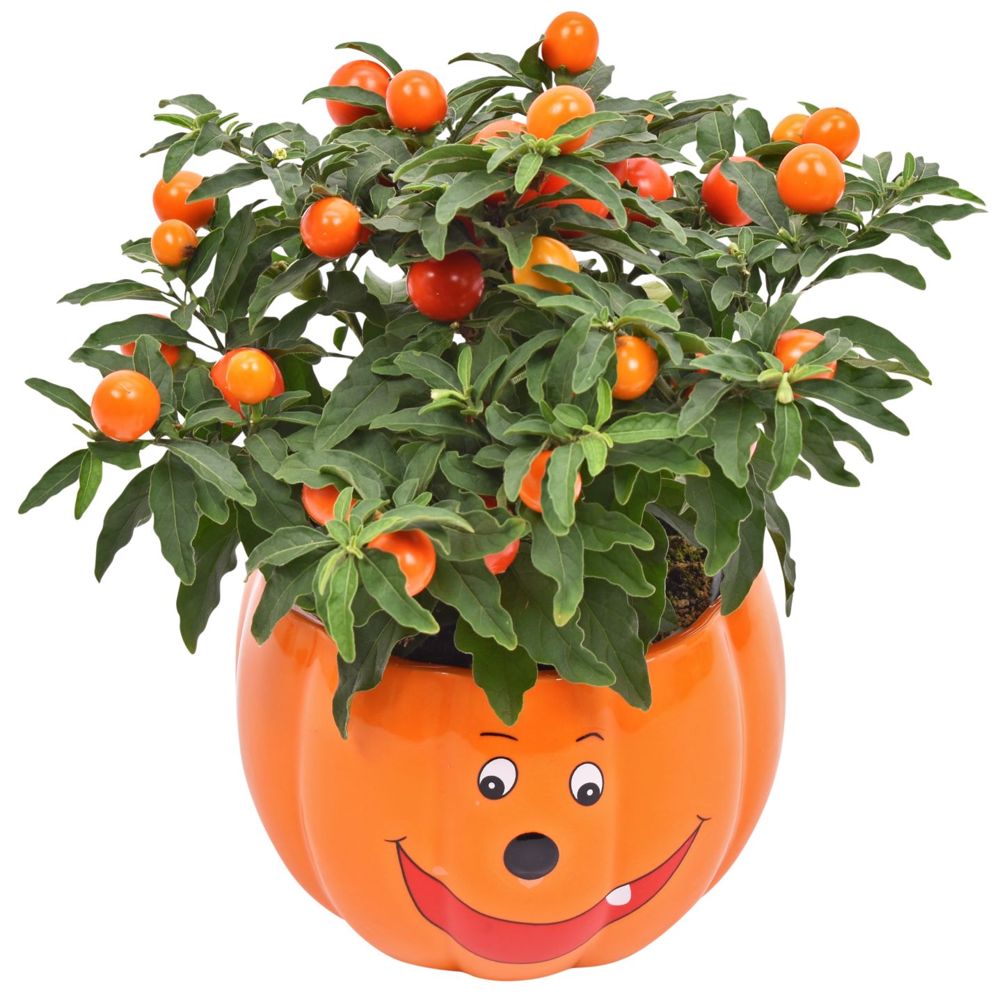 Halloween-Pflanzen