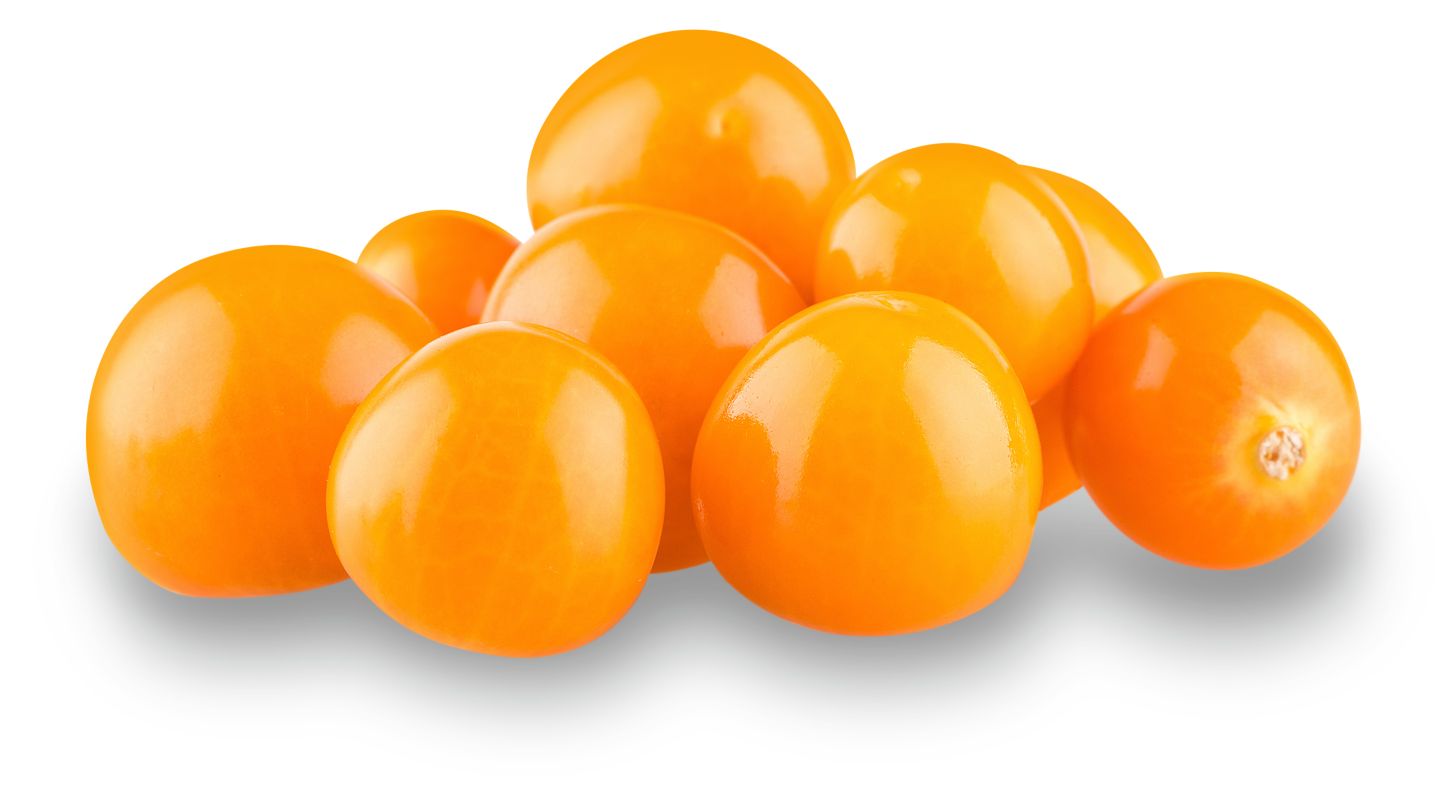 Kolumb. Physalis ohne Blatt