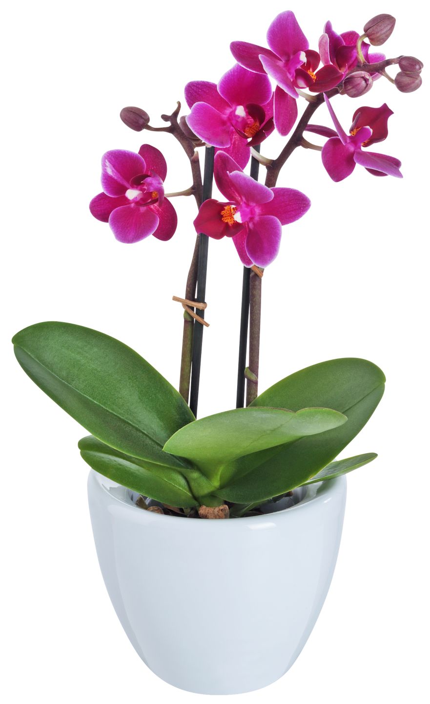 Orchidee im Keramik-Übertopf