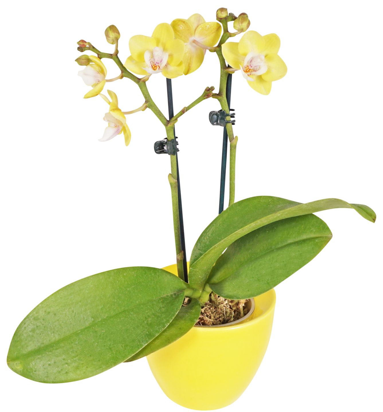 Orchidee im Keramik-Übertopf