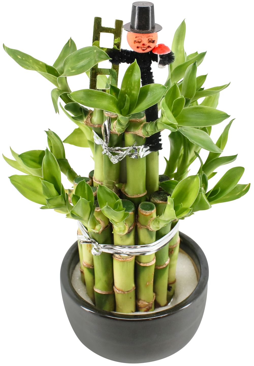 Lucky Bamboo in Keramik-Schale