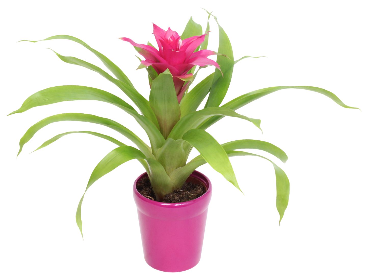 Zimmerpflanze im Keramik-Übertopf