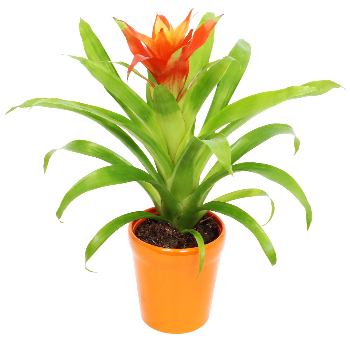 Bromelie im Keramik-Übertopf