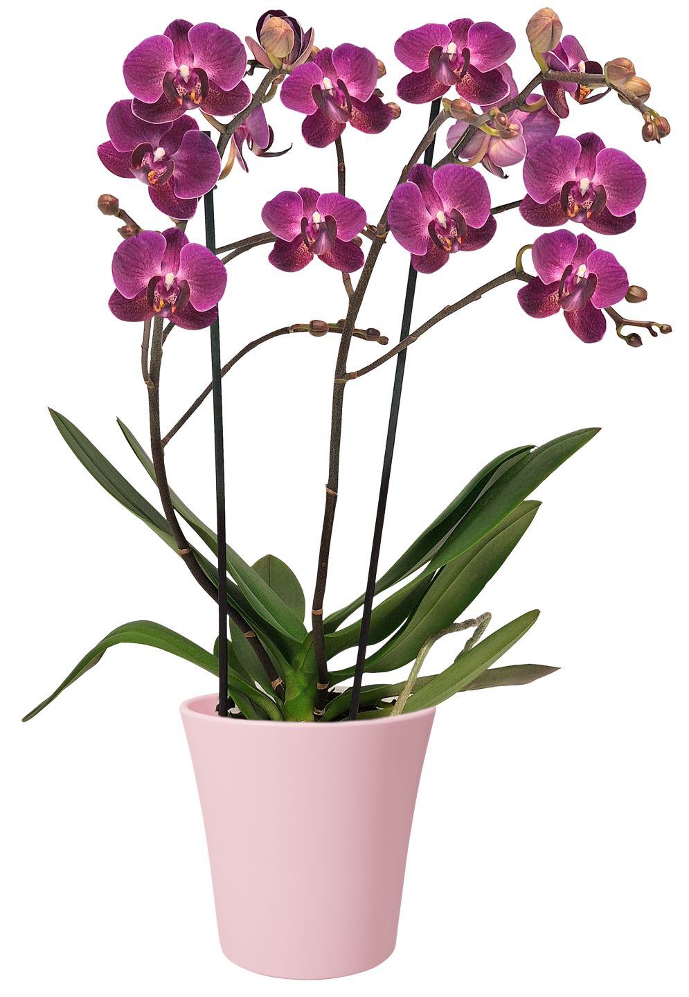 Orchidee im Keramik Übertopf
