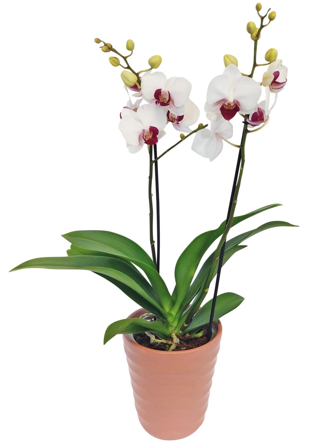 Orchideenvielfalt