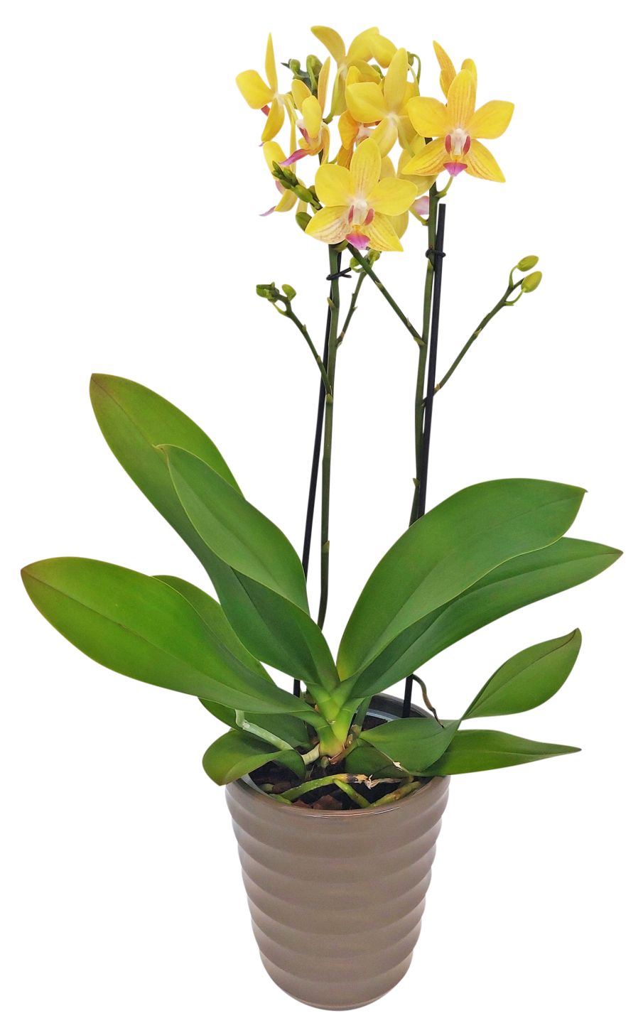 Orchidee im Keramik-Übertopf