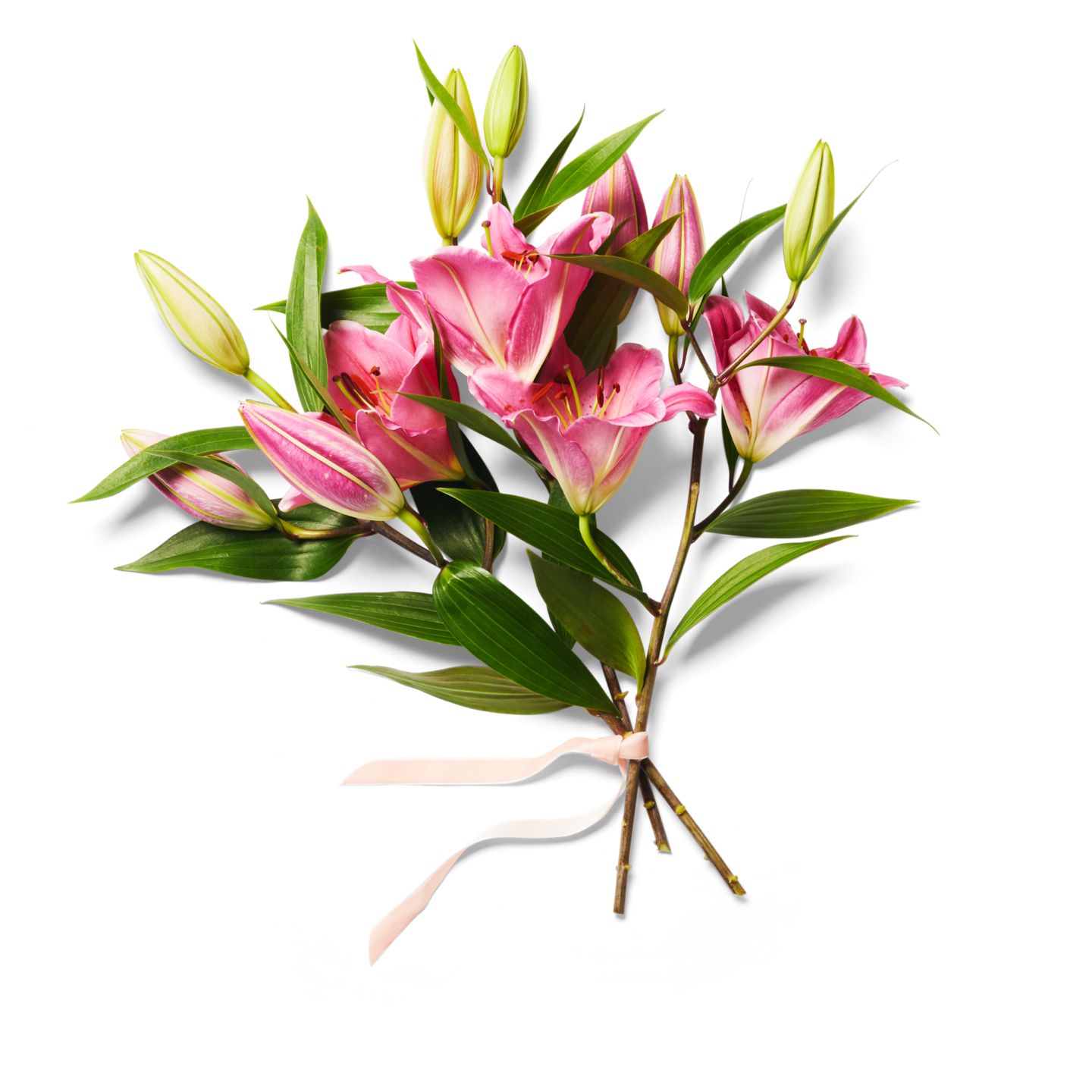 Lilien oriental