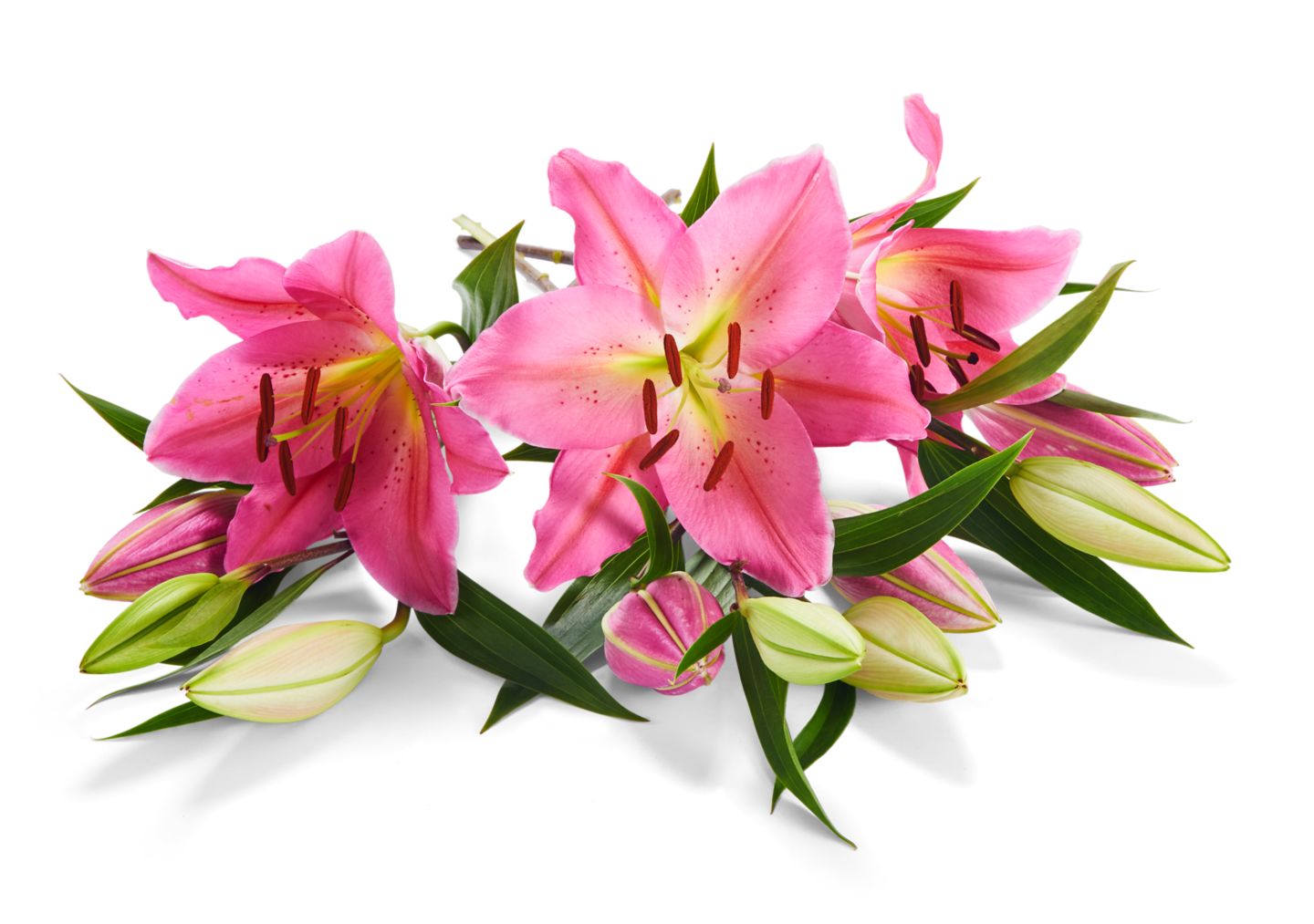 Lilien oriental