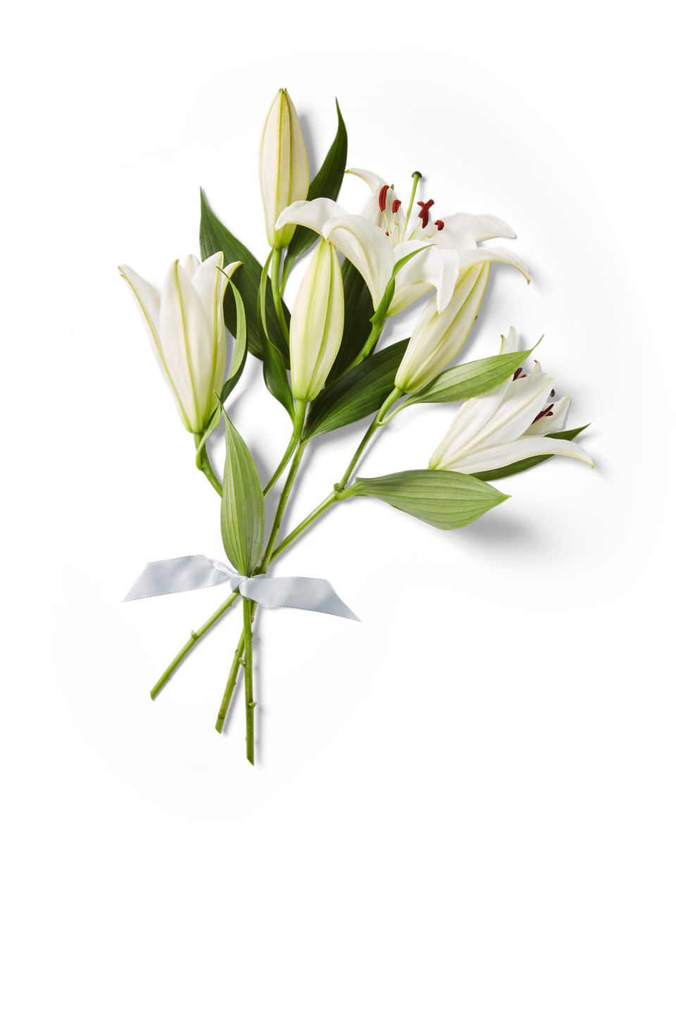 Lilien oriental  