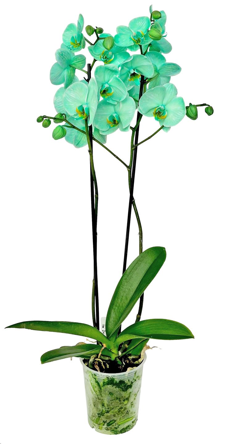 Orchidee gefärbt