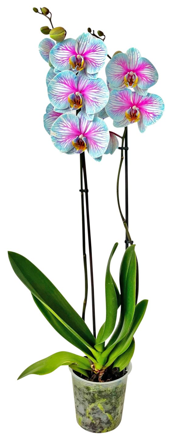 Orchidee gefärbt